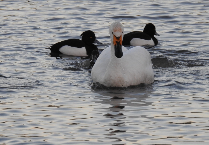 Bewick's swan on water